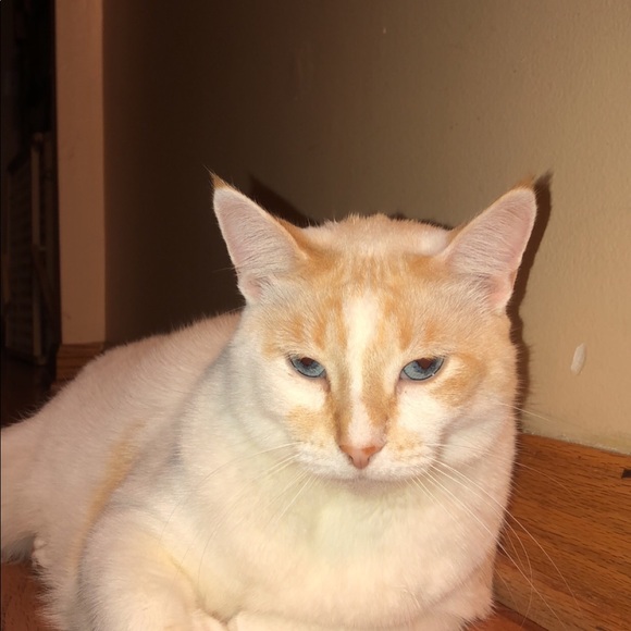 Meet your Posher, Maddy - Picture 7 of 8